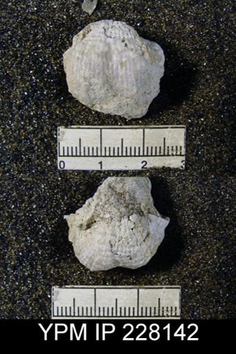 Dictyoclostus portlockianus var. crassicostatus