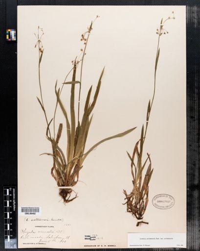 Luzula acuminata