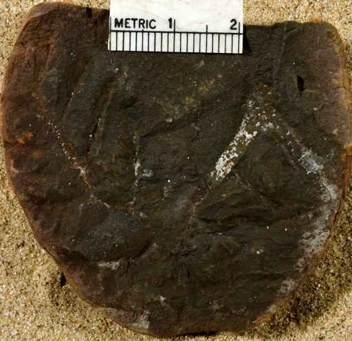 Pecopteris