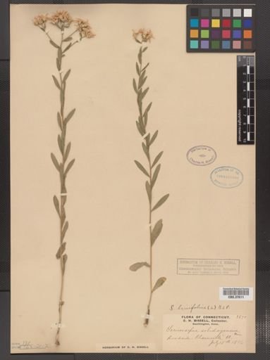 Sericocarpus linifolius