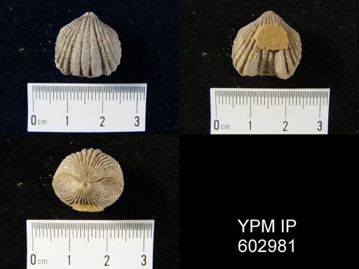 Rhynchotrema capax