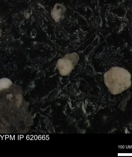 undet. Foraminiferida