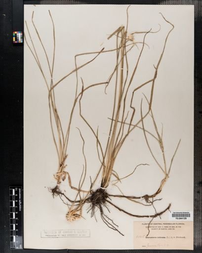 Plantae