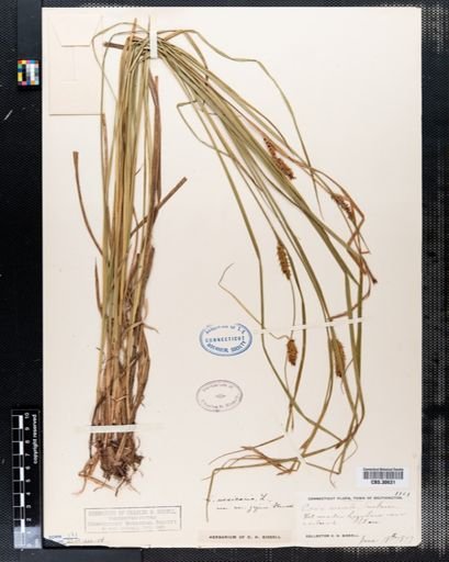 Carex monile