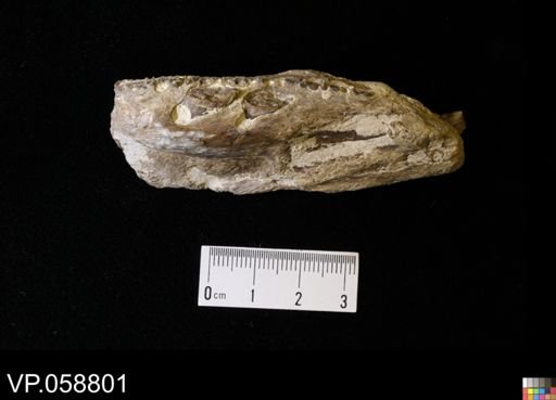 Actinopterygii?