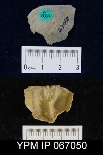 Strophonella reversa