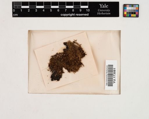 Plantae