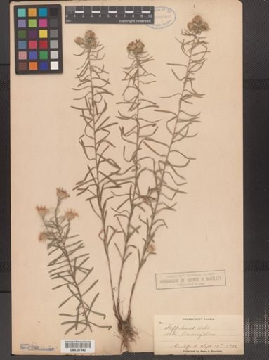 Ionactis linariifolius