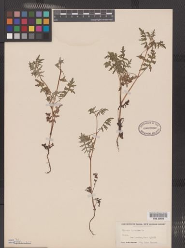Ellisia nyctelea