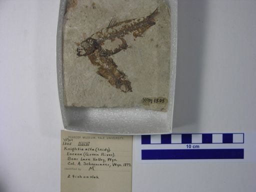 Knightia alta