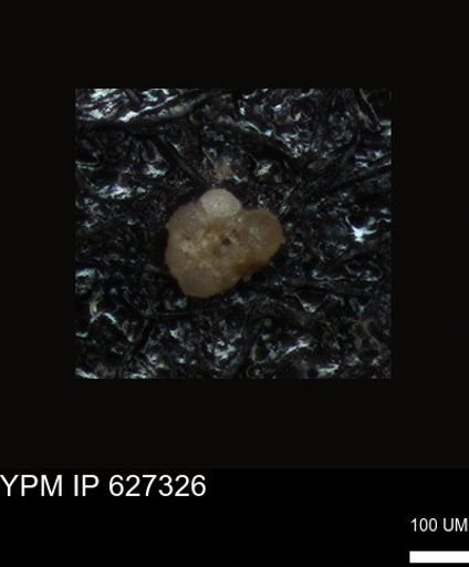 undet. Foraminiferida