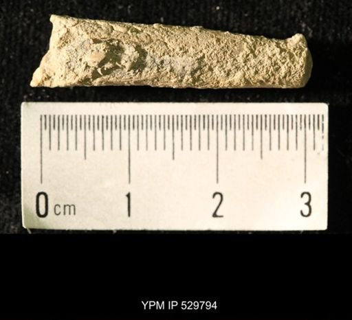 Pseudorthoceras knoxense