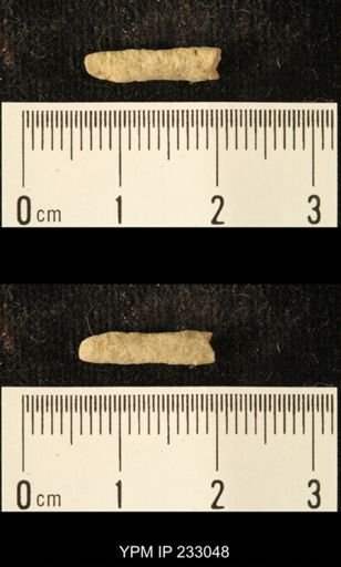 Archaeocidaris sp.