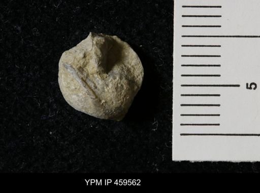 Wellerella