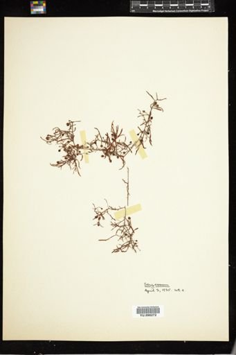 Sargassum