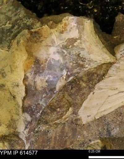 undet. Mollusca