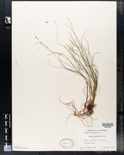 Carex rosea