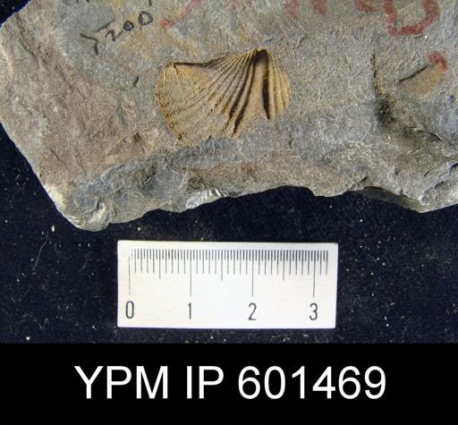 Spinocyrtia sp.