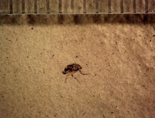 undet. Diptera
