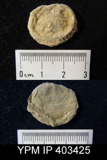 Cleiothyridina sublamellosa