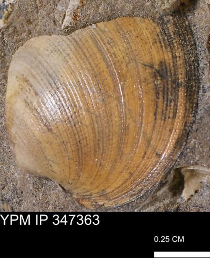Limopsis striatopunctatus