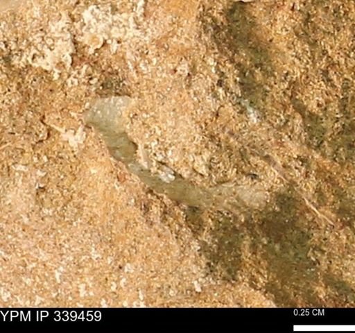 undet. Mollusca
