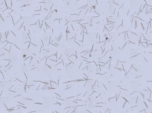 Haliclonidae