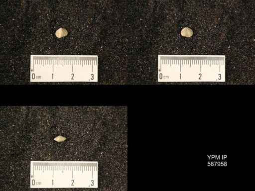 Zygospira modesta