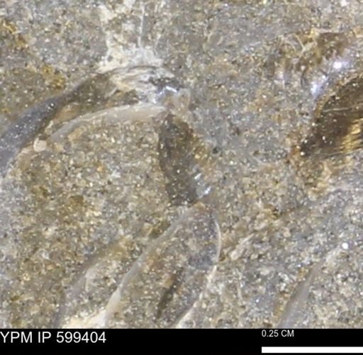 Protocardia subquadrata