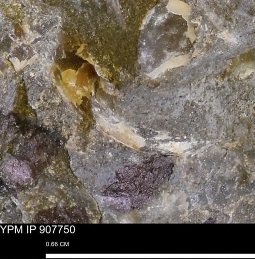 undet. Mollusca
