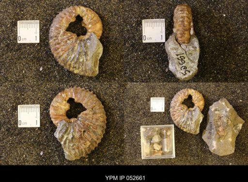 Jeletzkytes nebrascensis