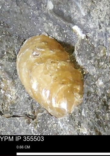 undet. Scaphitidae