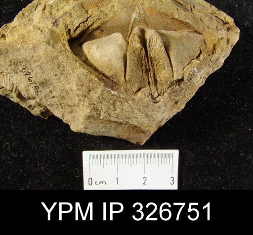 Syringothyris randalli