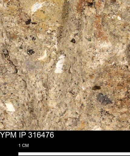 undet. Mollusca