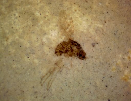 undet. Diptera