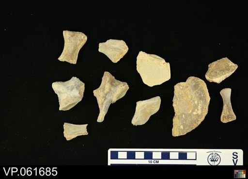 Platecarpus sp.