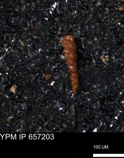 Verneuilinoides kansasensis