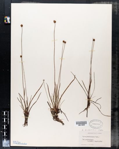 Xyris caroliniana
