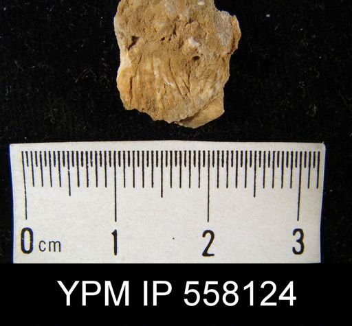 Marginifera?