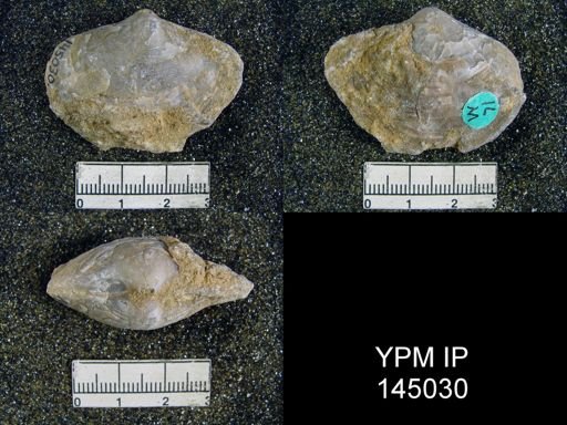 Athyris capillata