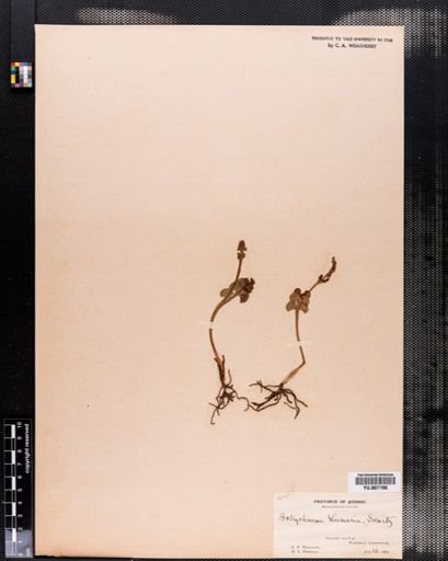 Botrychium lunaria