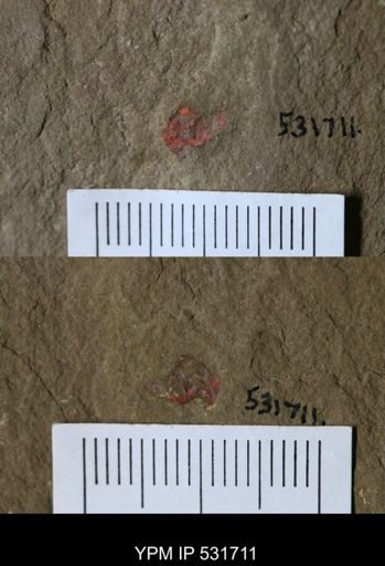 undet. Stylophora