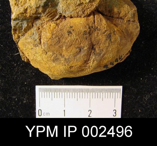 Chonetes dilatata