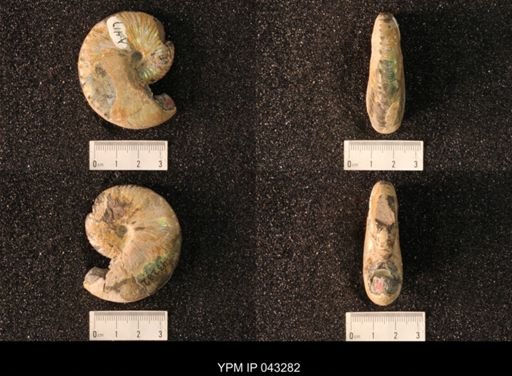 Hoploscaphites nicolletii