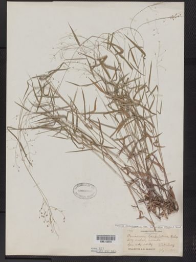 Panicum dichotomum
