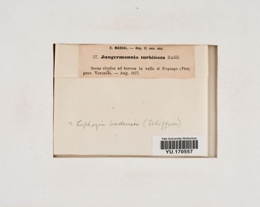 Plantae