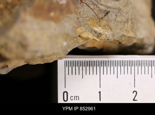 Inoceramus cf. acutiplicata