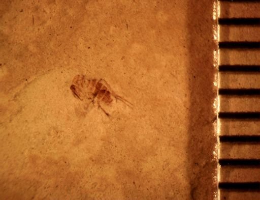 undet. Mycetophilidae