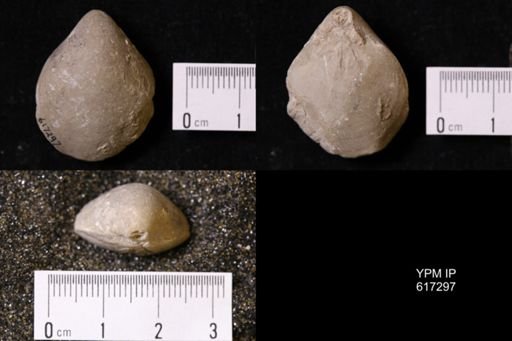 Terebratula bisuffarcinata