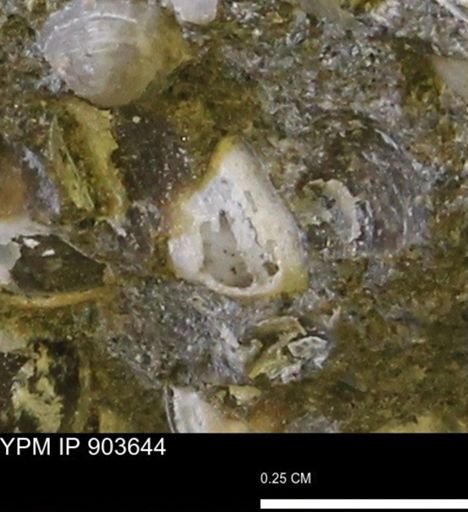 Corbulamella sp.